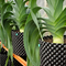 ISO9001 50 گالن گلدان های پلاستیکی گیاهی با رشد سریع ظرف ریشه درخت