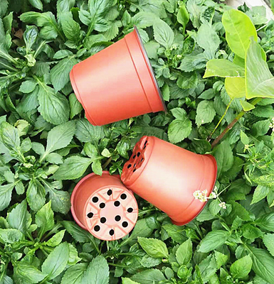 گلدان گل دو رنگ برای گلخانه و باغ