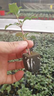 32، 50، 98، 108، ، 200 سینی نشا، سینی نشا، نگهدارنده نشا